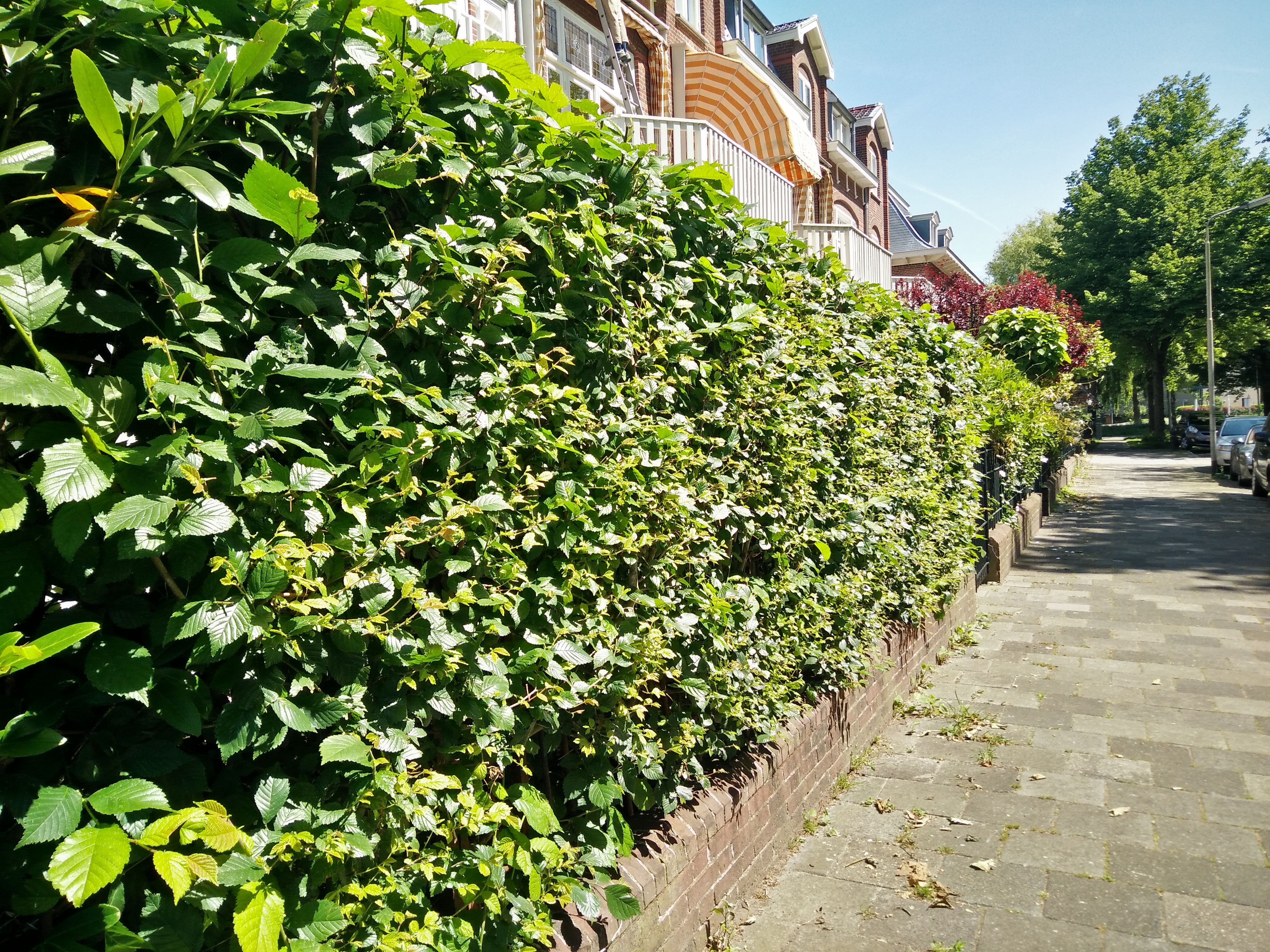 federatie aanval rommel Groene erfafscheiding | Eindhovenduurzaam