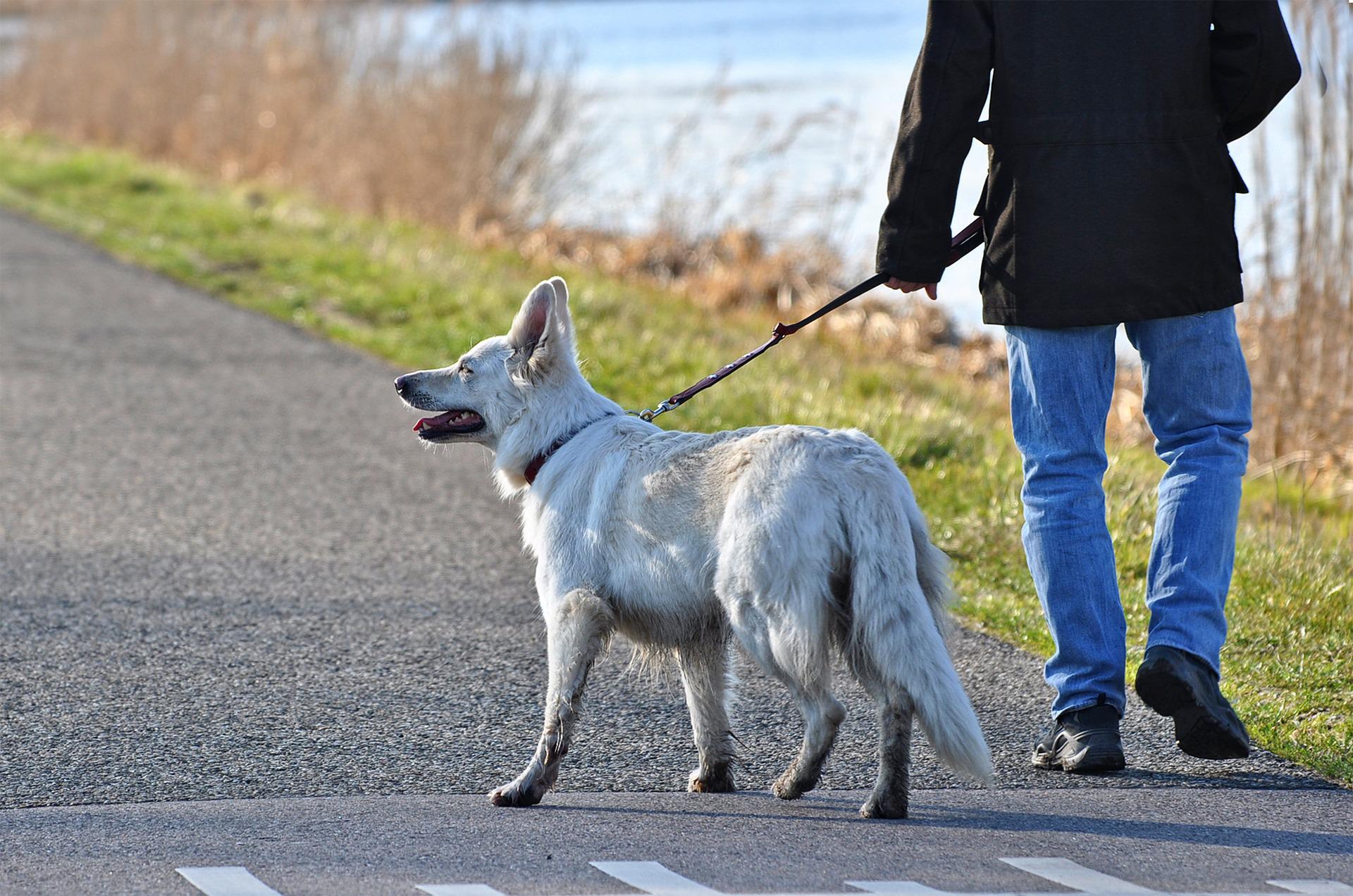 Honden aan de lijn Eindhovenduurzaam