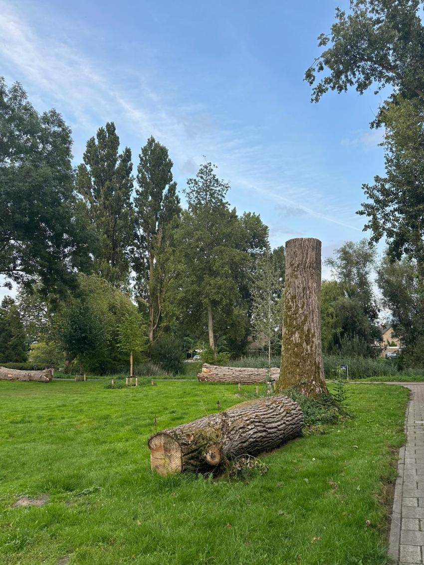 Boomstam die blijft liggen in een park
