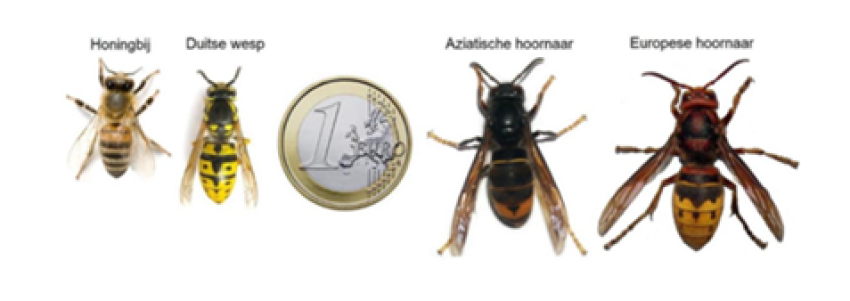 Afbeelding van een honingbij, Duitse wesp, euromunt, Aziatische hoornaar en Foto Vlaams Bijeninstituut en een Europese hoornaar.