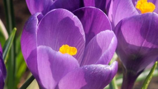 Crocus Ruby Giant, klik voor een vergroting