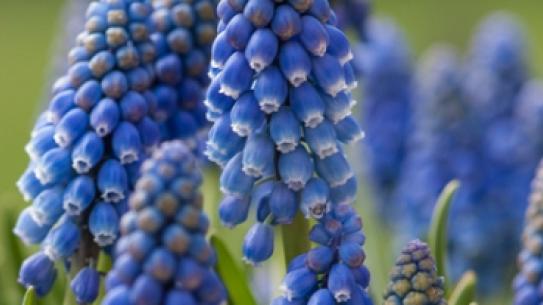 Muscari Armeniacum, klik voor een vergroting