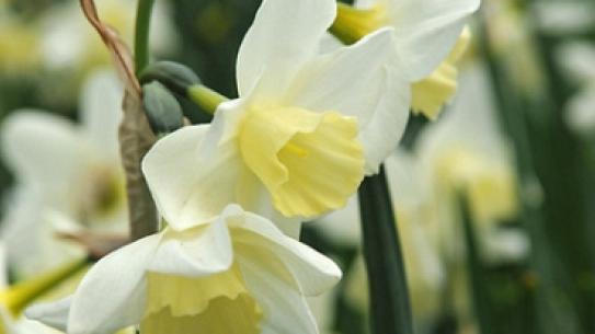 Narcissus Sailboat, klik voor een vergroting