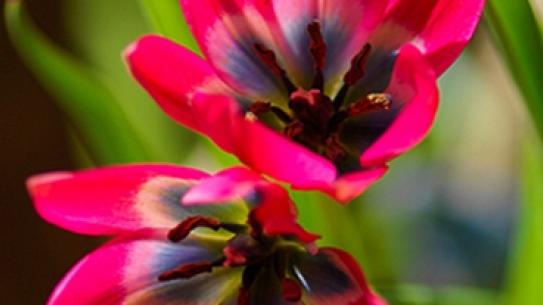 Tulipa Little Beauty, klik voor een vergroting