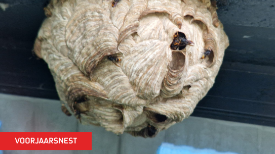 Een foto van een voorjaarsnest, klik voor een vergroting