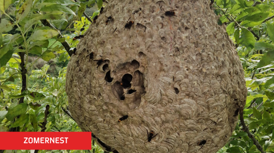 Een foto van een zomernest, klik voor een vergroting