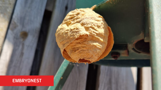 Embryonest van de Aziatische hoornaar, klik voor een vergroting