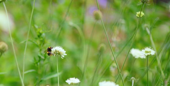 Hommel Bestuift Witte Wilde Bloem In Weide