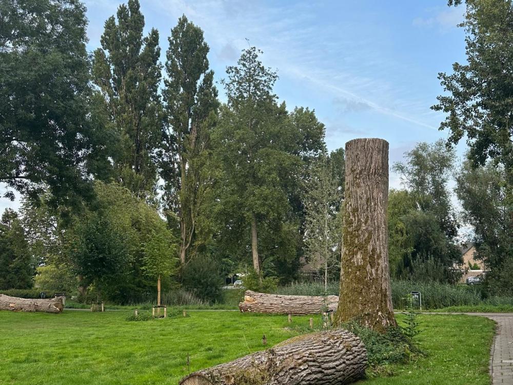 Boomstam die blijft liggen in een park