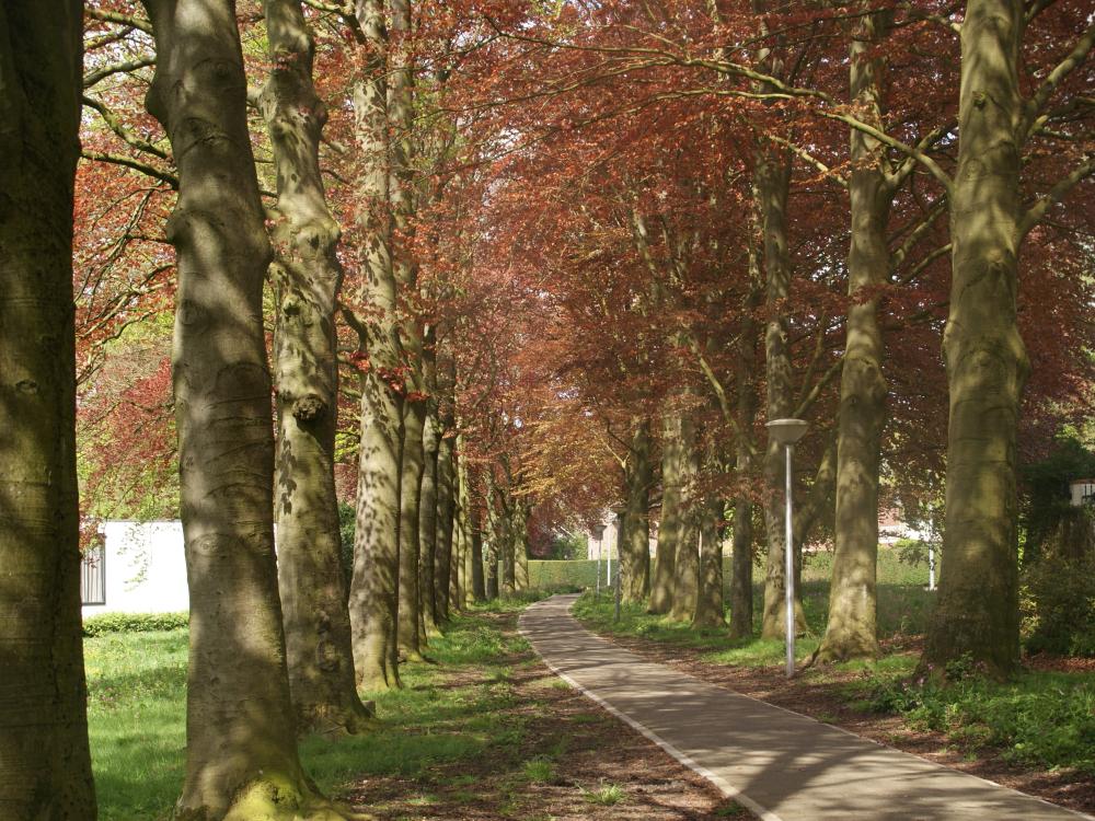 Deze afbeelding geeft bomen weer