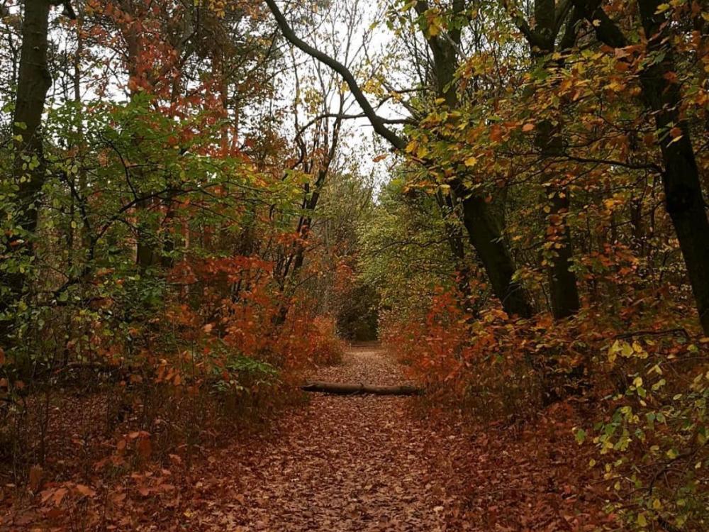 Deze afbeelding geeft bladeren weer