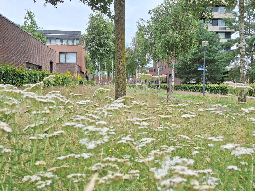 Deze afbeelding illustreert het maaibeheer