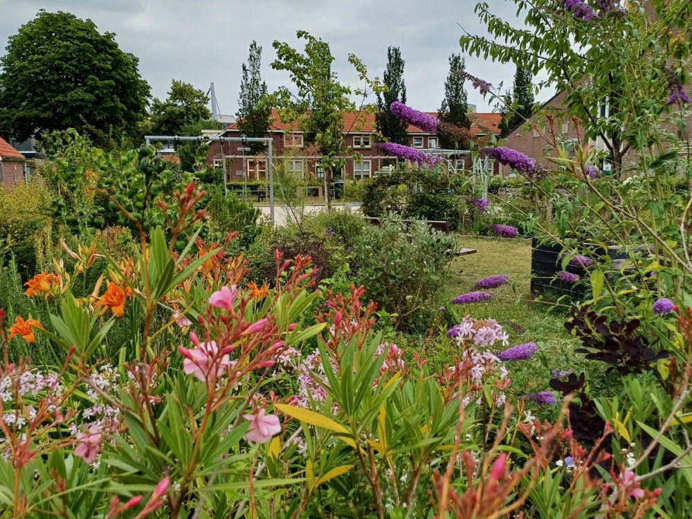 Foto van buurttuin 