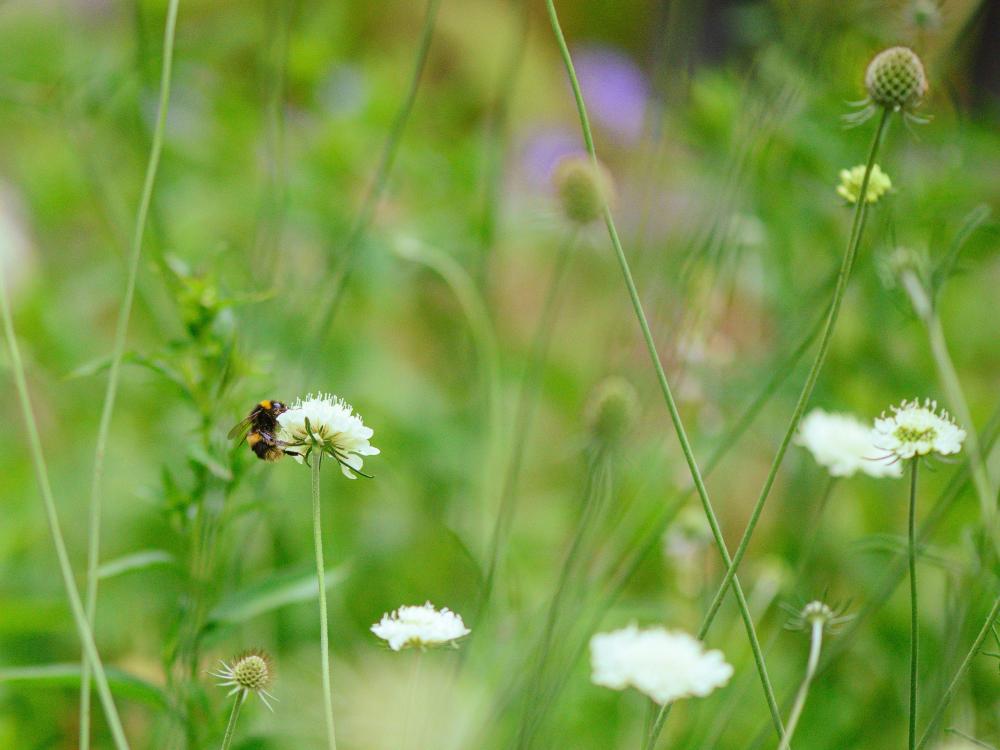 Hommel Bestuift Witte Wilde Bloem In Weide